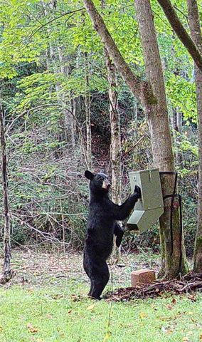 2778 Mule Stomp Road, Hot Springs, NC 28721