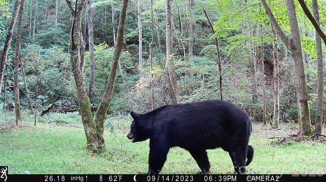 2778 Mule Stomp Road, Hot Springs, NC 28721