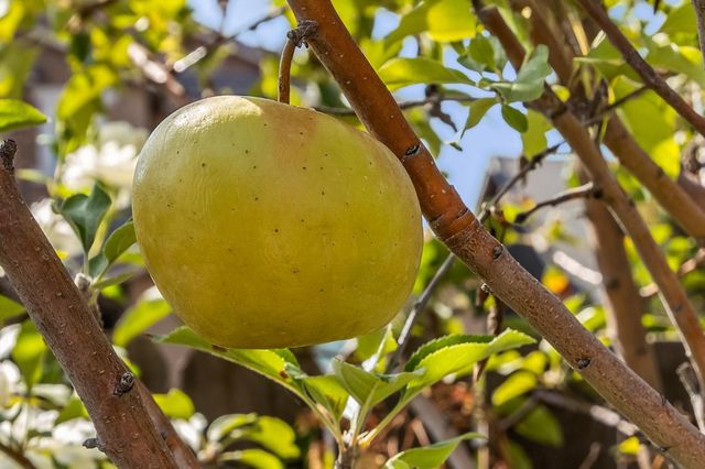 6888 W Parr, Fresno, CA 93722