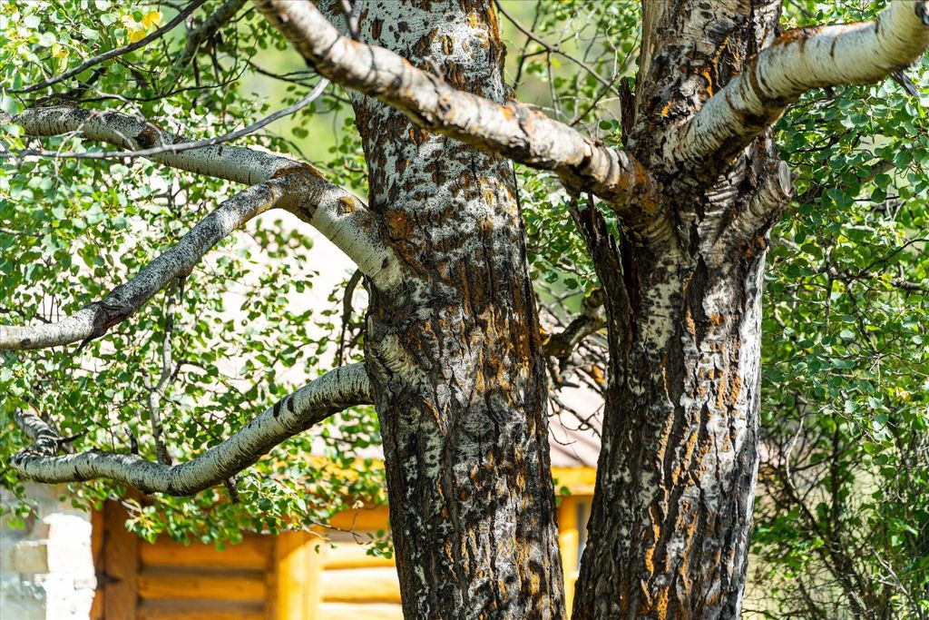 200 Hubbart Dam Road, Marion, MT 59925 photo 107