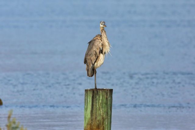 690 County Rd 202, Sargent, TX 77414