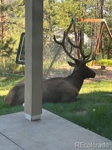 7262 S Sourdough Drive, Morrison, CO 80465