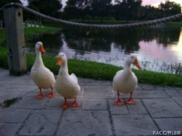 6600 W Cannondale Drive, Crystal River, FL 34429