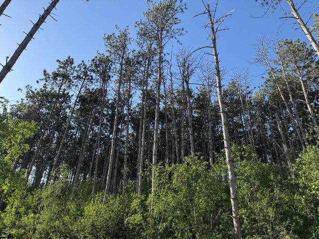 6135 Goodwin Avenue S, Cottage Grove, MN 55016