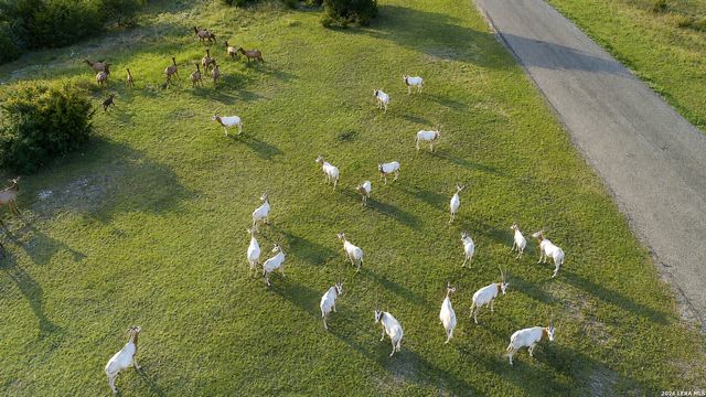 151 KUDU CV, Blanco, TX 78606