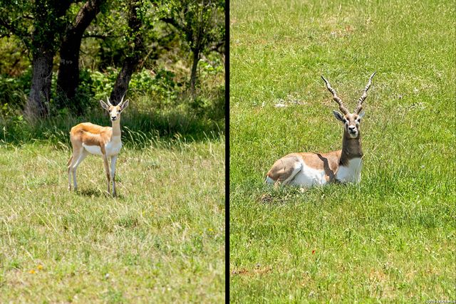 151 KUDU CV, Blanco, TX 78606
