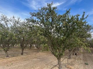 1105 E Rose Avenue, Fresno, CA 93725