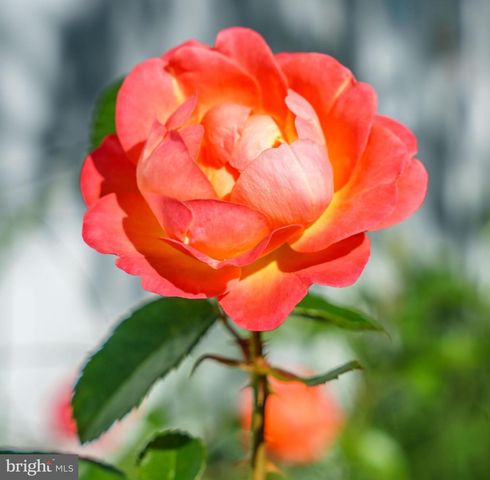 28711 HOPE CIR, Easton, MD 21601