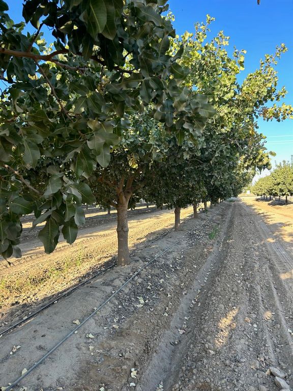 10433 S Bethel Avenue, Selma, CA 93662