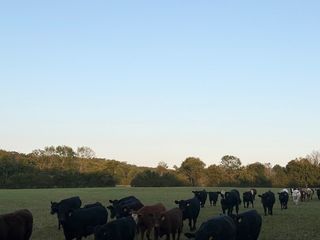 Prairie View Drive, Harrison, AR 72601