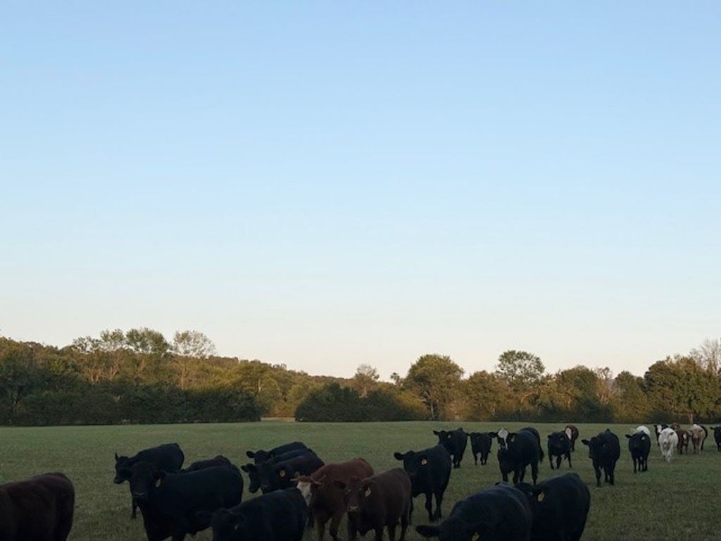 Prairie View Drive, Harrison, AR 72601