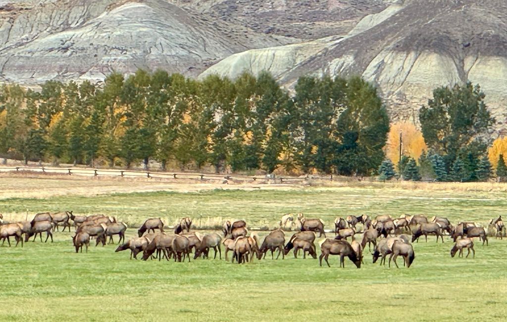 TBD Hawk Dr, Wapiti, WY 82450 photo 7