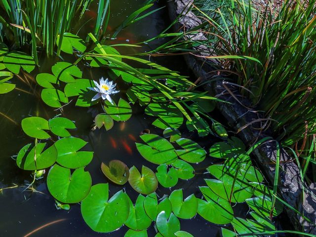 6480 Peytonsville Arno Rd, College Grove, TN 37046