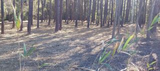 0 Millers Rd., Mullins, SC 29574