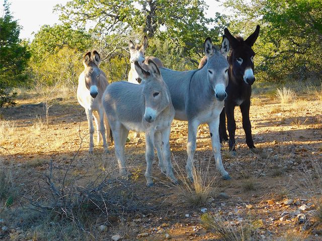 TBD County Road 131, Brownwood, TX 76801
