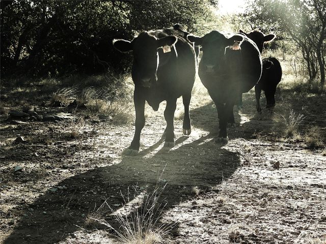 TBD County Road 131, Brownwood, TX 76801