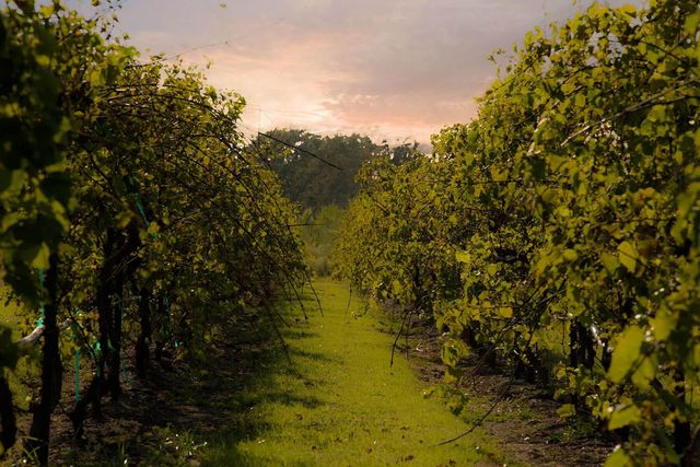 29526 Circle S Ranch Trail, Fulshear, TX 77406