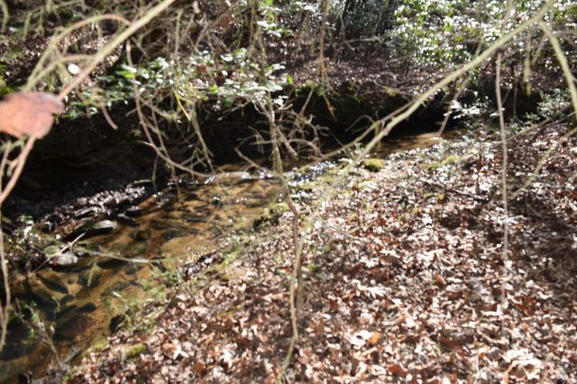 305 Timberwood Trace, Monteagle, TN 37356