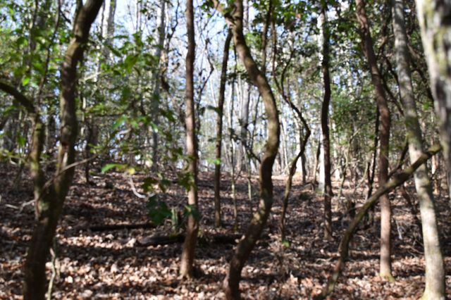 305 Timberwood Trace, Monteagle, TN 37356