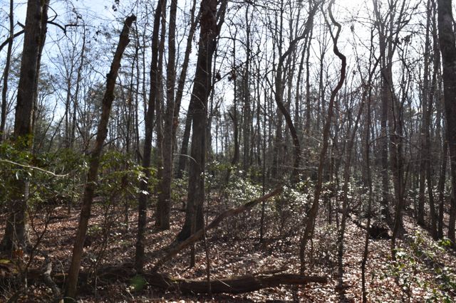 305 Timberwood Trace, Monteagle, TN 37356