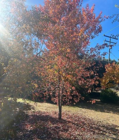 24312 CENTRAL AVENUE, Descanso, CA 91916