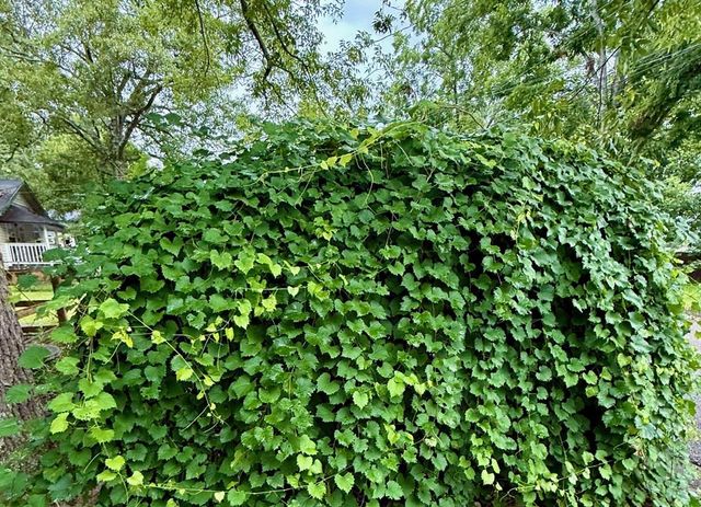 808 Monroe, Dothan, AL 36303