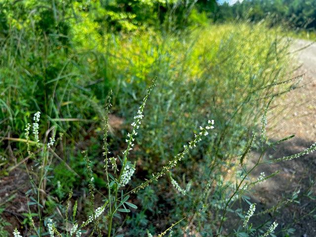 02 Fire Tower Road, Hemphill, TX 75948