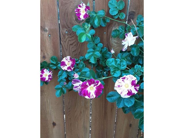 3477 Janus Dr, Loveland, CO 80537