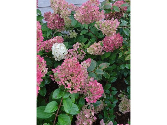 3477 Janus Dr, Loveland, CO 80537