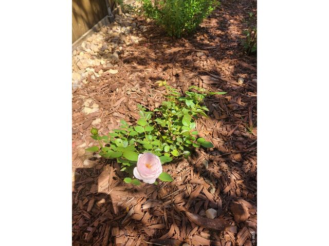 3477 Janus Dr, Loveland, CO 80537