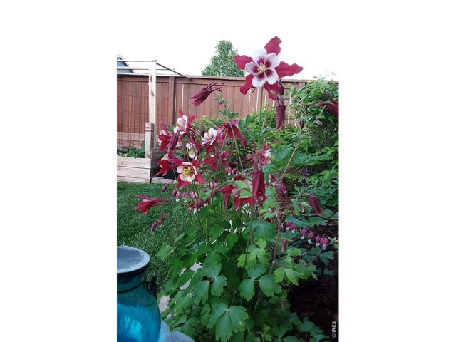 3477 Janus Dr, Loveland, CO 80537