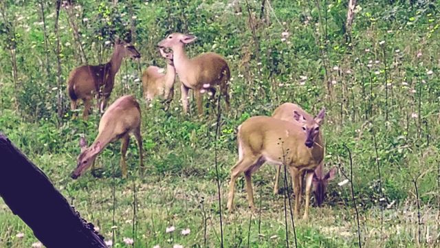 745 Broom Road, Tuckasegee, NC 28783