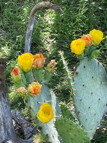 3000 Pettytown RD, Dale, TX 78616