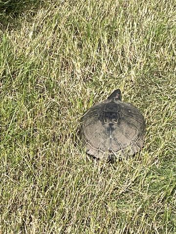 3000 Pettytown RD, Dale, TX 78616