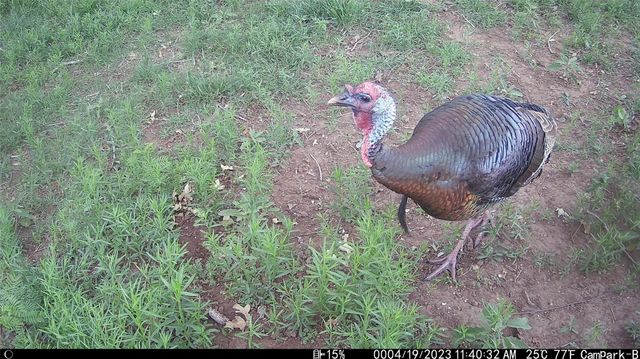 3000 Pettytown RD, Dale, TX 78616