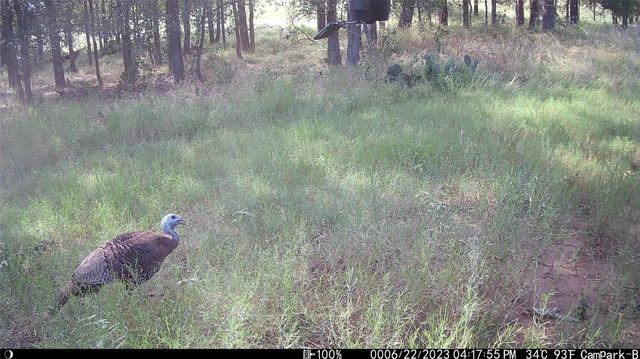 3000 Pettytown RD, Dale, TX 78616