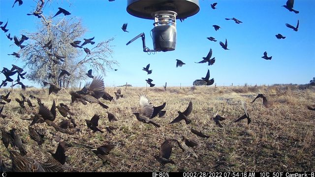 3000 Pettytown RD, Dale, TX 78616