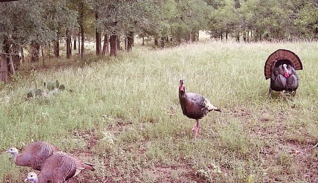 3000 Pettytown RD, Dale, TX 78616