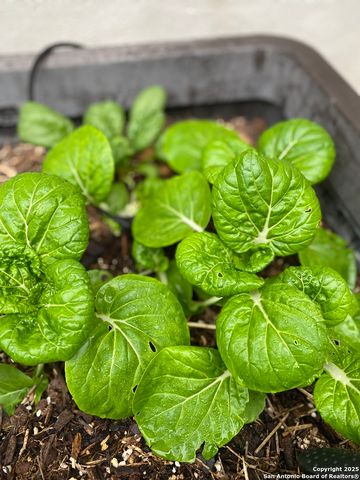 1651 Gruene Grass, New Braunfels, TX 78130