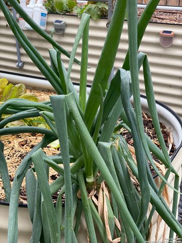 1651 Gruene Grass, New Braunfels, TX 78130