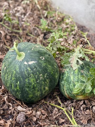 1651 Gruene Grass, New Braunfels, TX 78130