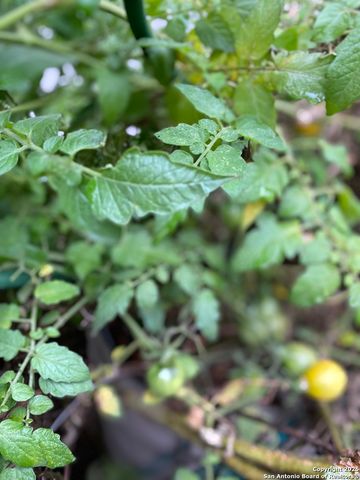 1651 Gruene Grass, New Braunfels, TX 78130