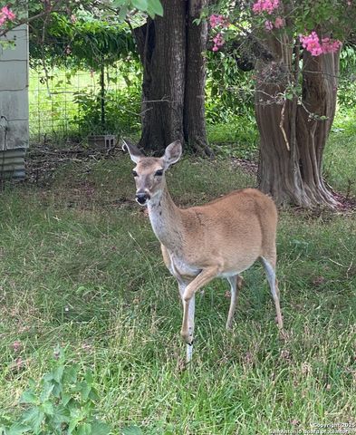 1651 Gruene Grass, New Braunfels, TX 78130