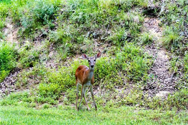 117 Fort Gibson Court, Waleska, GA 30183