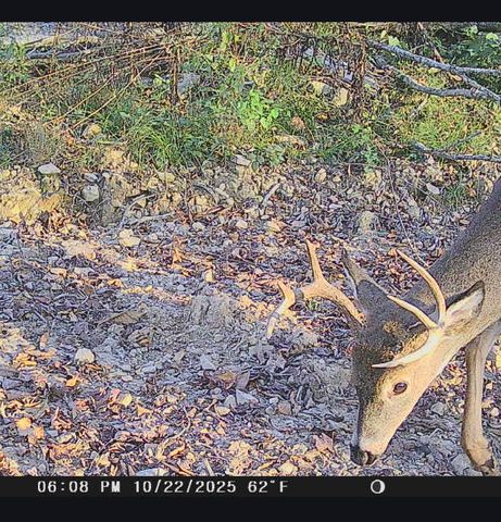 1820 Sulphur Springs Hollow Road, Somerset, KY 42501