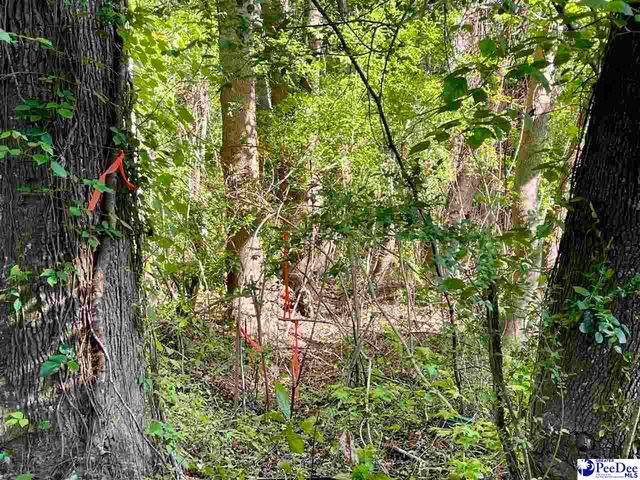 TBD Beth Dr, Conway, SC 29527