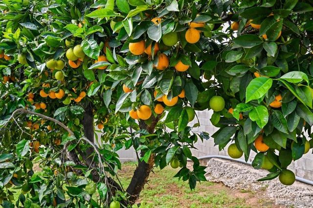 1526 Greenfield Dr, El Cajon, CA 92021