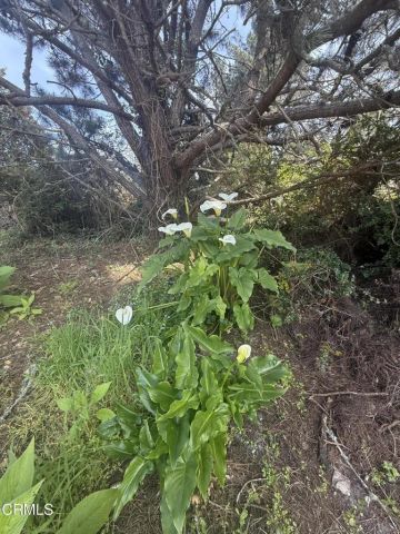 16875 Franklin Road, Fort Bragg, CA 95437