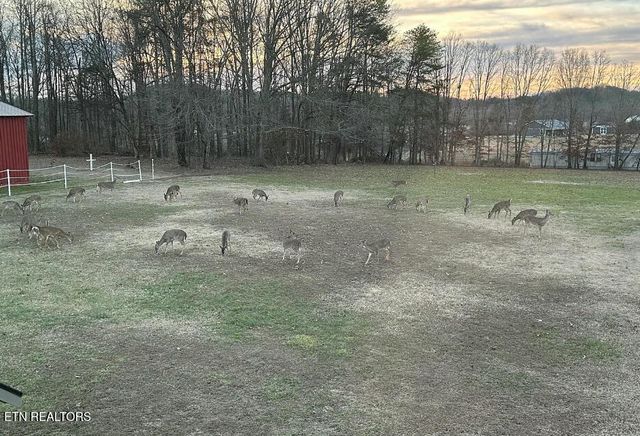 307 Idlewild Drive, White Pine, TN 37890