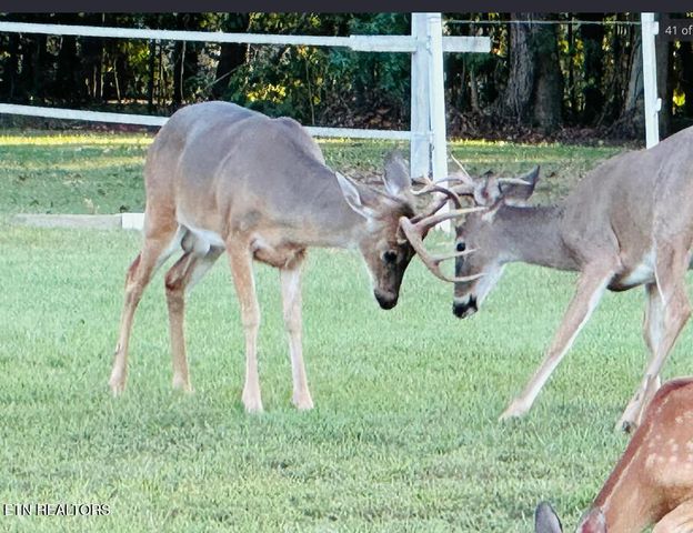 307 Idlewild Drive, White Pine, TN 37890